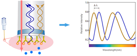 antibody affinity