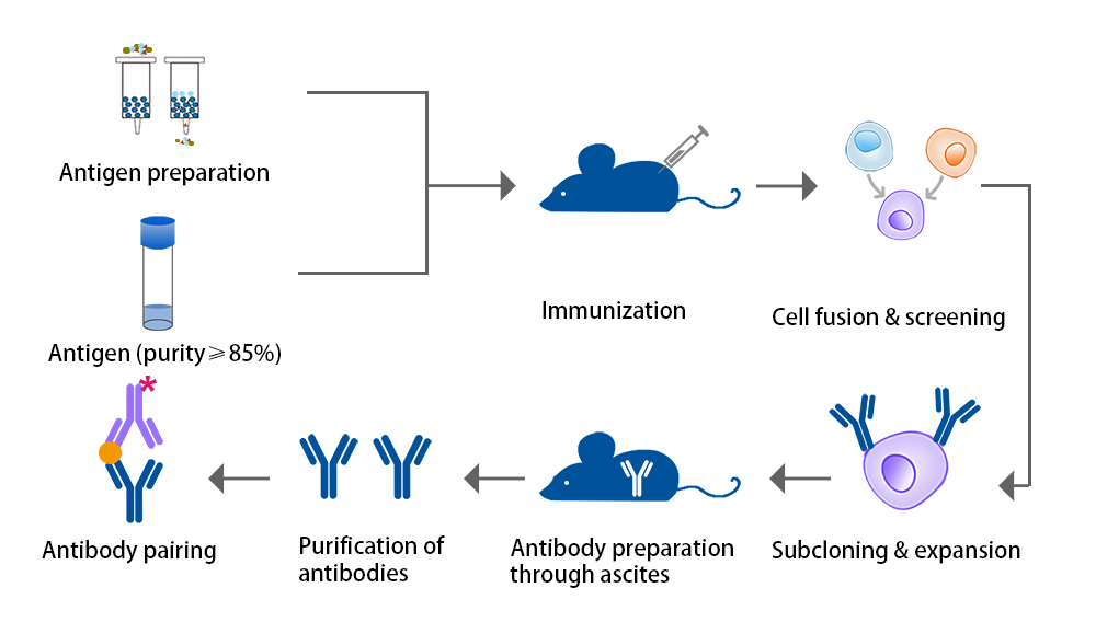Antibody pairing