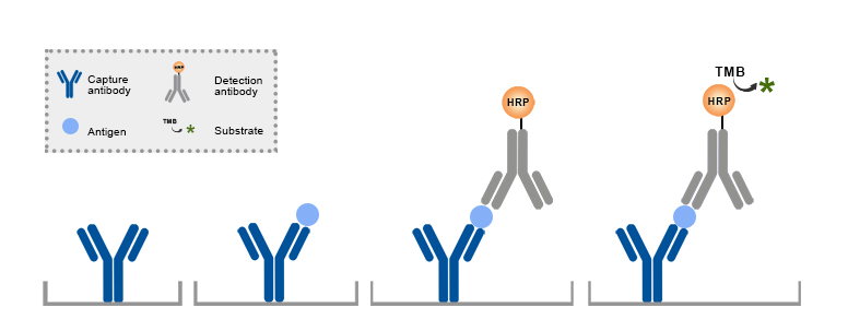 Antibody pairing