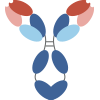 Mouse/Human chimeric antibody