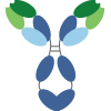 rabbit/Human chimeric antibody