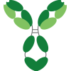 chimeric antibody production