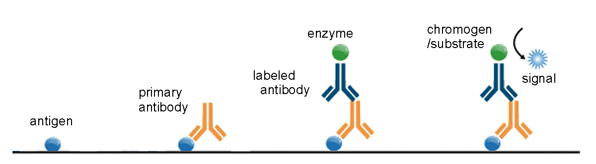 antibody Subtype
