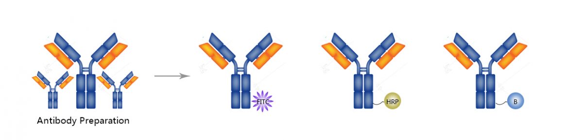 antibody labeling