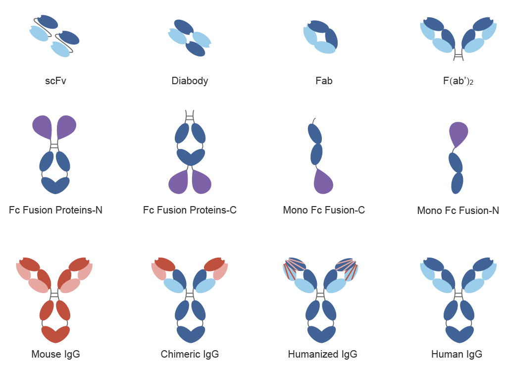 Antibody Engineering