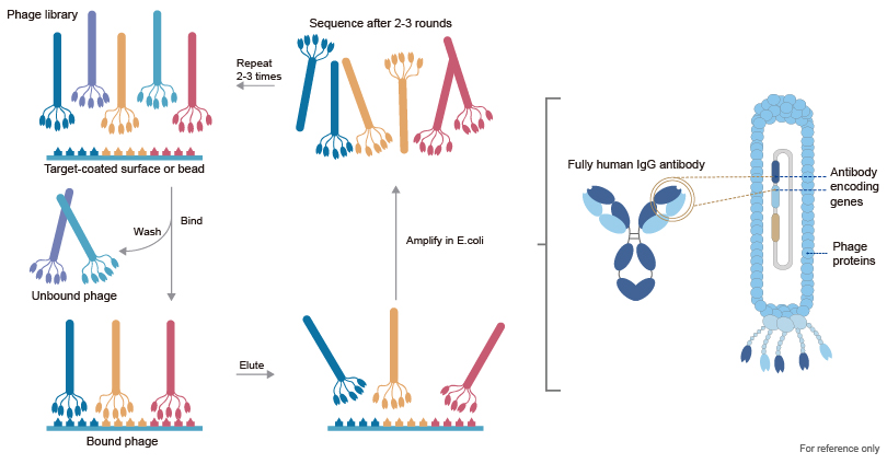 Phage Display Antibody Library Construction