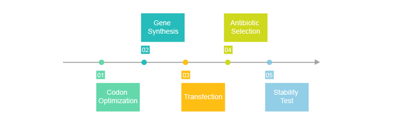 stable transfection expression