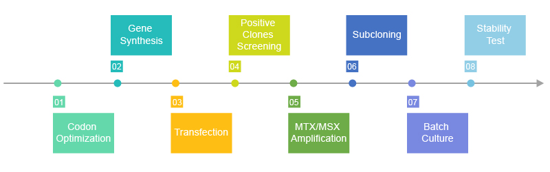 cell Stable Transfection