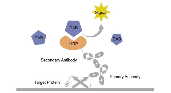 Horseradish peroxidase HRP