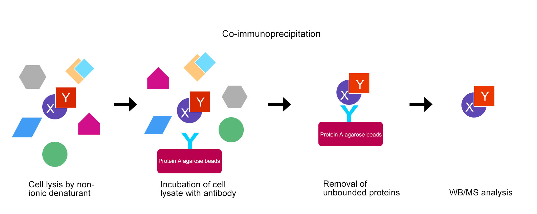 Co-immunoprecipitation