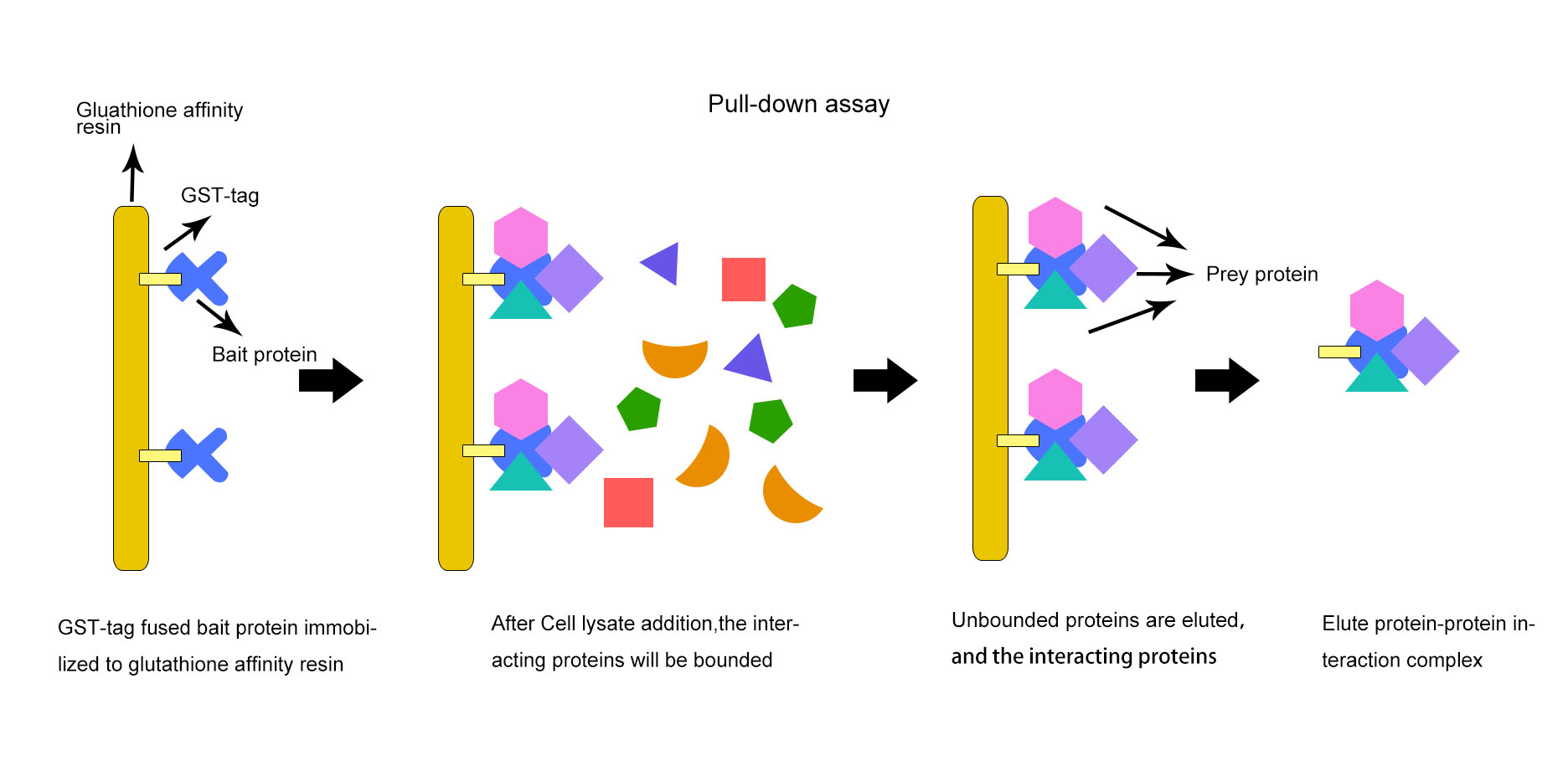 Pull down Assay