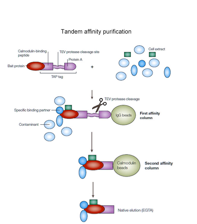 Tandem Affinity Purification