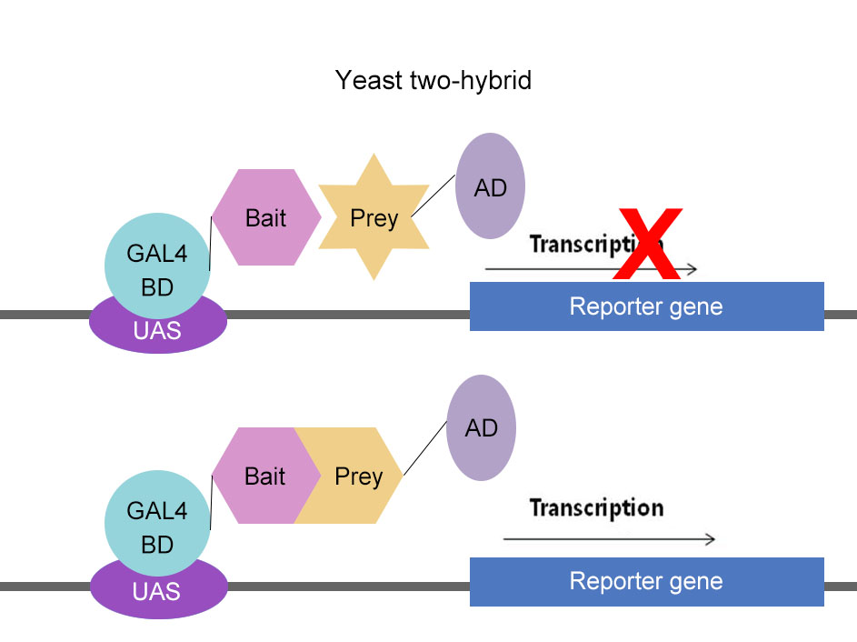 Yeast Two Hybrid