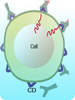 cd marker polyclonal antibodies