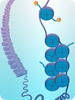 methylated and acetylated polyclonal antibodies