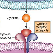 cytokines