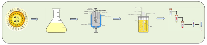 Fermentation Service Process