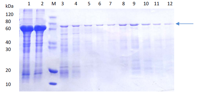 Affinity Chromatography