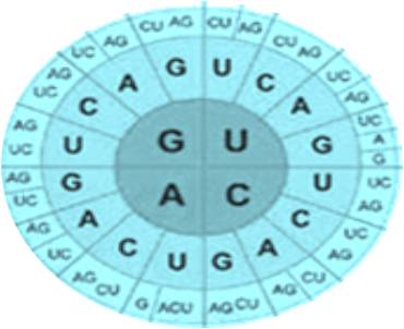 Codon optimization