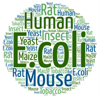 Transient transfection