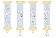 Ion Exchange Chromatography