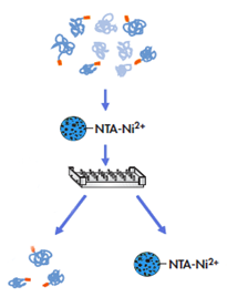 One-step and automated protein purification