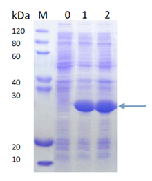 e.coli protein expression - case study