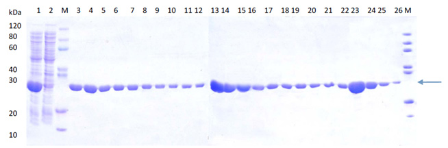 e.coli protein expression - case study