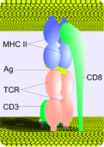 cd antigens