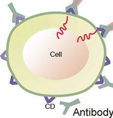 CD markers polyclonal antibodies