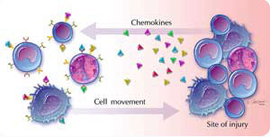 chemokines