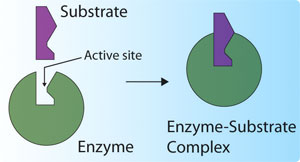 enzymes