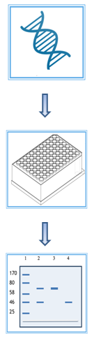 High-throughput Protein Production Service Process