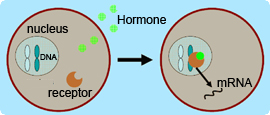 hormones