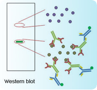 Loading Control Antibodies