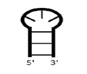 mRNA structure