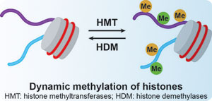 methylatd and acetylated polyclonal antibodies