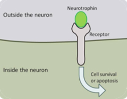 neurotrophins