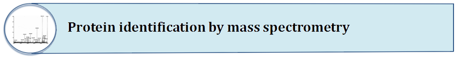 protein identification by mass spectrometry