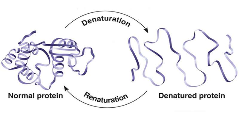 Protein Refolding