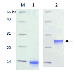 Refolding Technology In Dimeric Protein