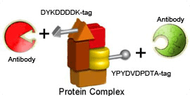 tag antibodies