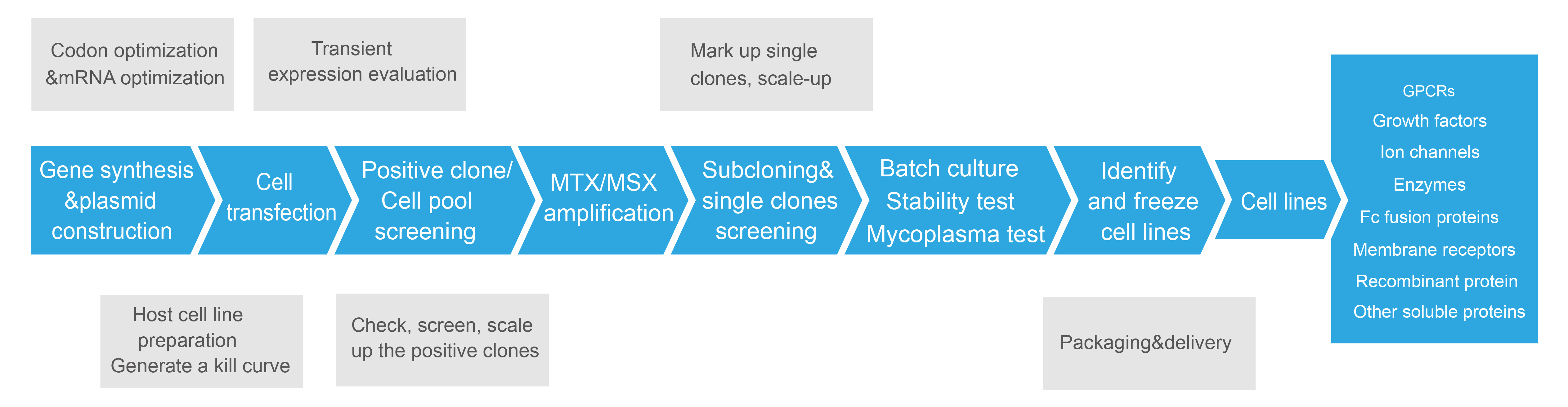 stable cell line