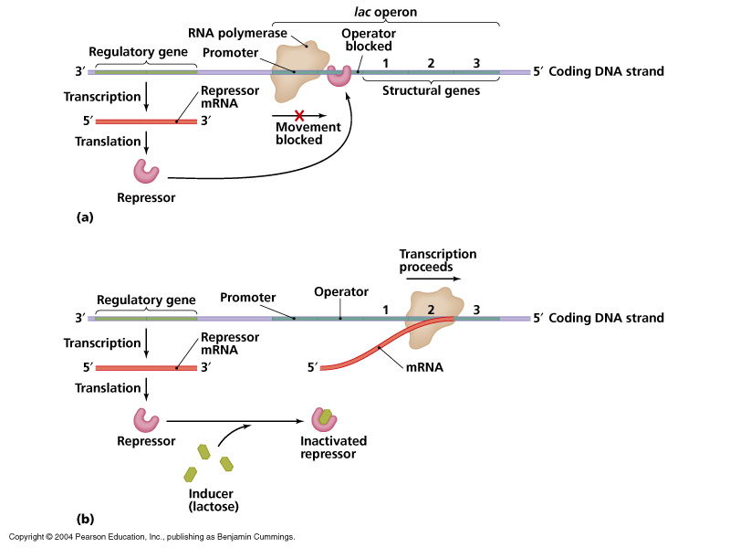 IPTG Expression Principles Biologicscorp
